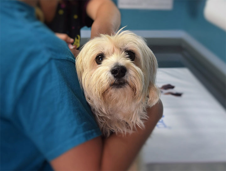 Columbus Urgent Care Vet Pet Emergency