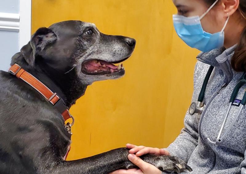 Dog Veterinary Care